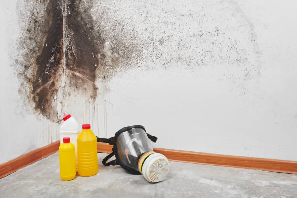 Best Mold Remediation Services  in Webster, SD