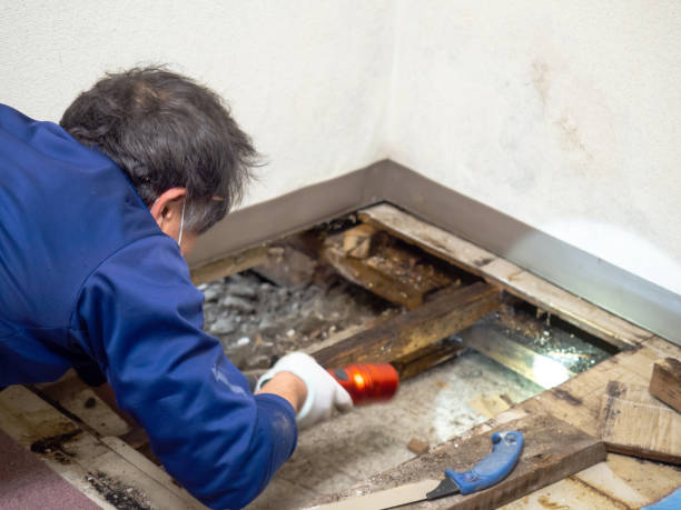 Attic Mold Removal in Webster, SD