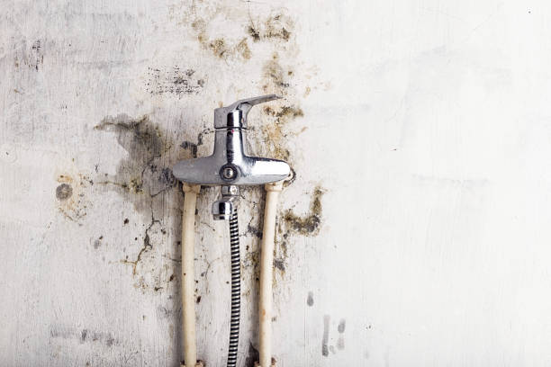 Best Same-Day Mold Removal  in Webster, SD
