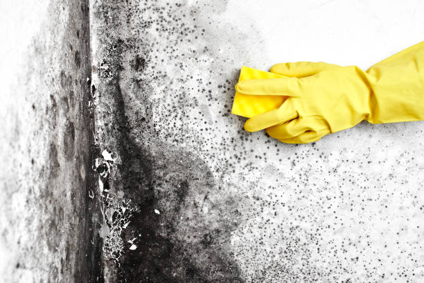 Best Mold Remediation  in Webster, SD