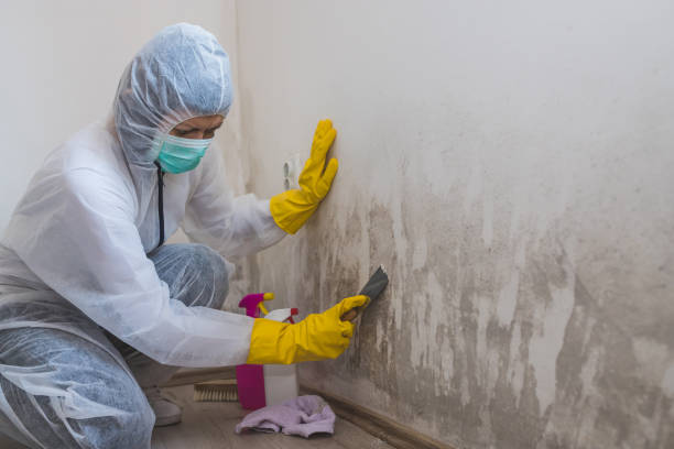 Best Black Mold Removal  in Webster, SD