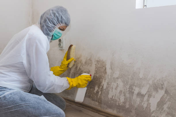 Best Certified Mold Removal  in Webster, SD