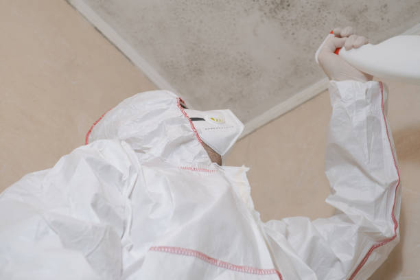 Best Mold Damage Repair  in Webster, SD