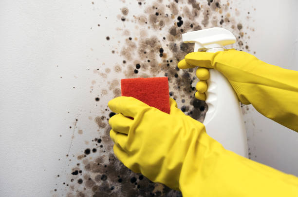 Best Best Mold Removal Companies  in Webster, SD