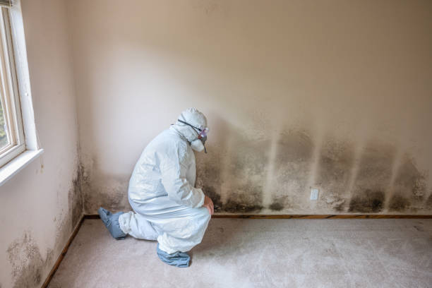 Webster, SD Mold Removal Company