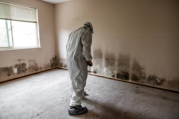 Best Mold Cleaning Services  in Webster, SD